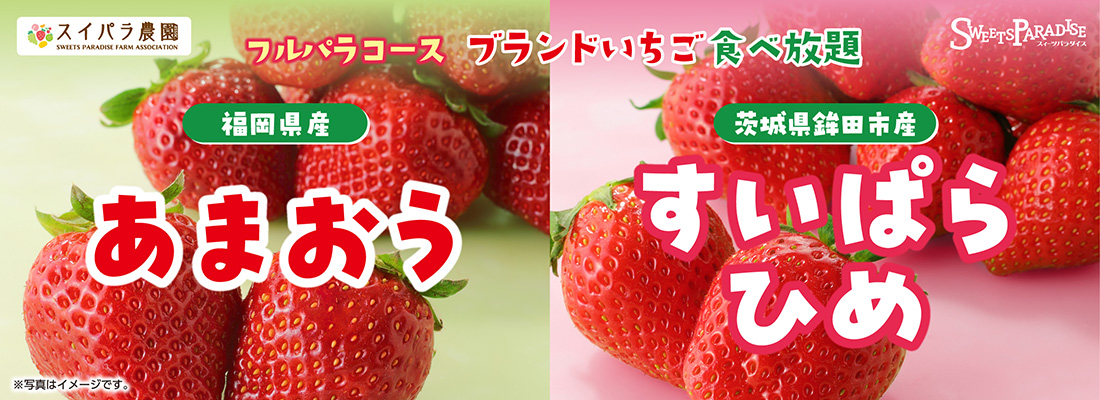 いちごの王様「あまおう」・まるでスイーツのようないちご「すいぱらひめ」が食べ放題♪