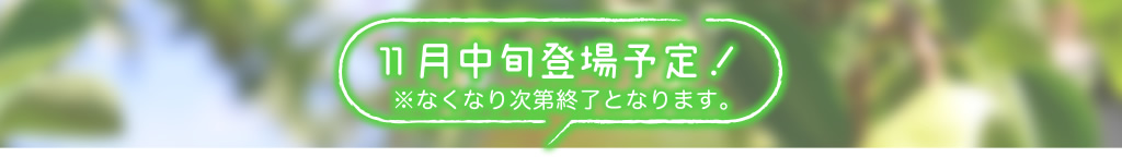 11月中旬登場予定！