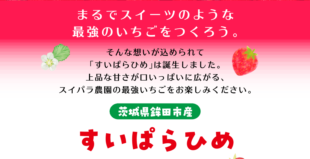 まるでスイーツのような最強のいちごをつくろう。そんな想いが込められて「すいぱらひめ」は誕生しました。上品な甘さが口いっぱいに広がる、スイパラ農園の最強いちごをお楽しみください。茨城県鉾田市産 すいぱらひめ